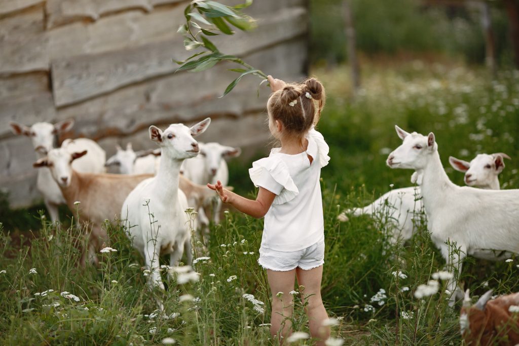 Kinderboerderij in gorinchem